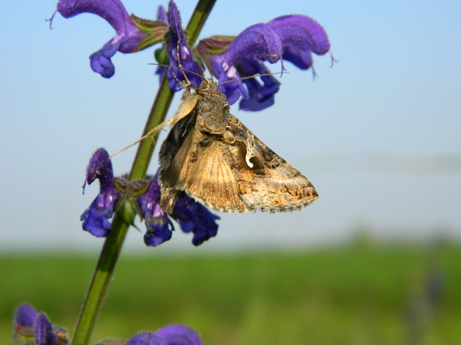 A proposito di Autographa gamma